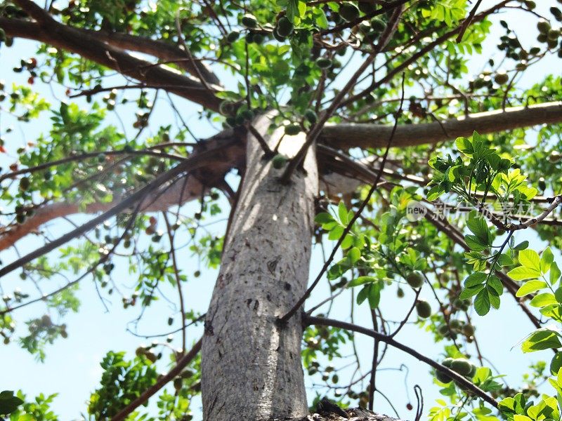 Galhos de Seriguela/ Arvore da caatinga